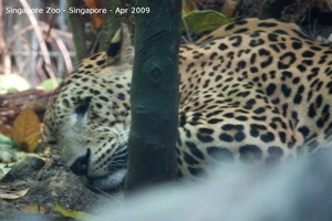 20090423 Singapore Zoo  40 of 97 